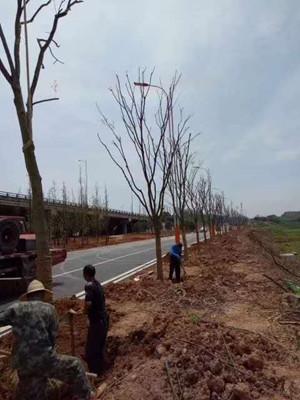 園林施工現(xiàn)場