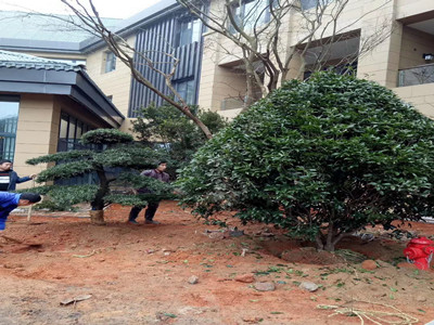 園林施工現(xiàn)場13