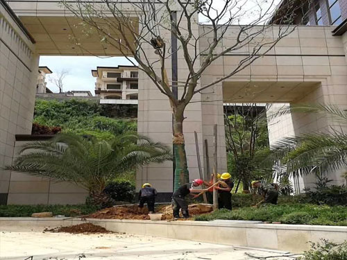 園林綠化工程施工，園林綠化養(yǎng)護(hù)，別墅庭院綠化